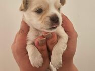 Langhaar Chihuahua Welpen - Bad Tennstedt