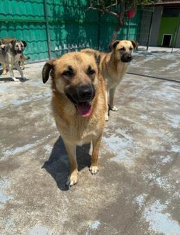 🆘❣️Liebe Foxy sucht Halt 🦊❣️🆘 - Eislingen (Fils)