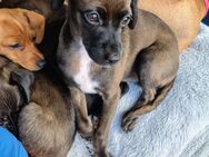Jake sucht liebevolles Zuhause - Pforzheim