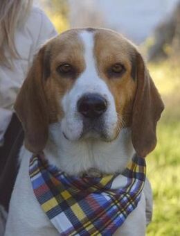 Bumbi wartet ab Januar in Hamburg! - Rosengarten (Niedersachsen)
