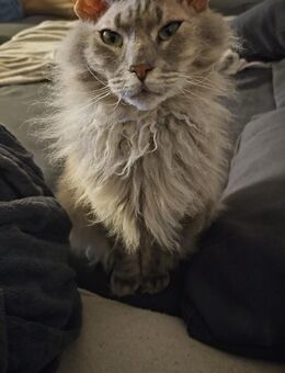 Liebervoller maincoon Kater nicht reinrassig 5 Jahre abzugeben - Hösbach