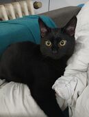 Kater in liebevolle Hände abzugeben in 44287