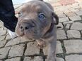 New english Bulldog. in 36282