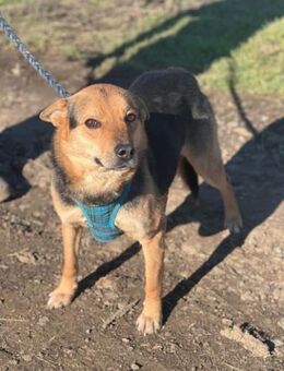 LOiNS 💞 jetzt mit Video - Mylau