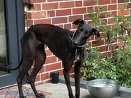 Freya, offen, freundlich, verschmust - Westerholt