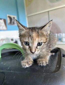 Pookie aus dem Tierschutz - Grevenbroich