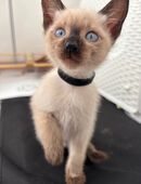 Siamkitten suchen Zuhause!! in 63768