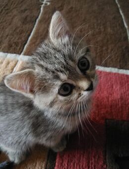 BKH Kitten - Lahr (Schwarzwald)