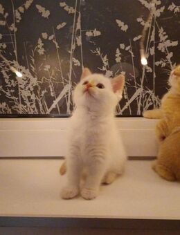 Katzen, Baby Katzen, Kitten - Schwerte (Hansestadt an der Ruhr)