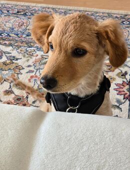 TED - Lagotto Romagnolo Welpe - München