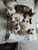 Seal Point Siam Kitten in 63589