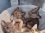 Babykatzen von Burma - Nürnberg