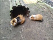 Meerschweinchen - Wittstock (Dosse)