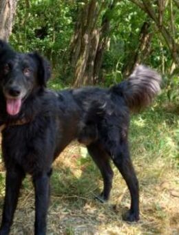 Liviusz, liebenswerter Retriever Mix - Remagen