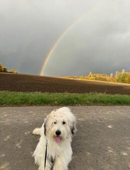 Luna sucht ein ländliches Zuhause - Großefehn