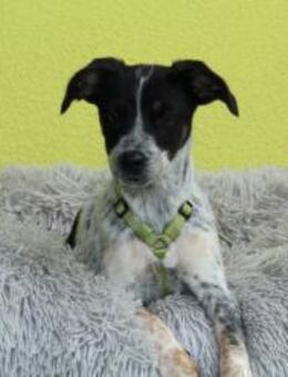 Neyo - ein Traum von Hund.. - Hagen (Stadt der FernUniversität)