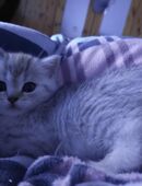 Bkh kitten Reinrassig ( Elterntiere besitzen einen Stammbaum) Vater ist im zuchtverein. in 91555