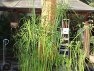 Mehrere Papyrus-Pflanzen in unterschiedlichen Größen abzugeben - Bad Honnef