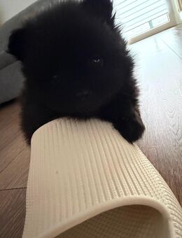 Pomeranian Welpen abzugeben - Remscheid