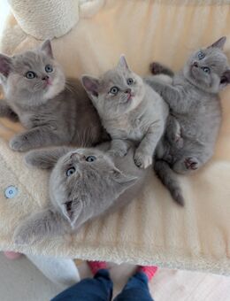 Unsere vier zuckersüßen und reinrassigen Britisch Kurzhaar Kittens suchen ein neues und liebevolles Zuhause! - Gummersbach