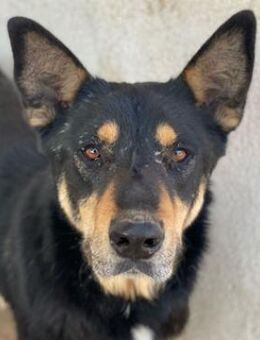 Niles, geb. ca. 05/2019, Griechenland - Markdorf