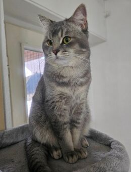 BRITICH KÜRZHAAR KATTER - Schwalmtal (Nordrhein-Westfalen)