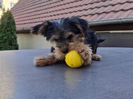 Yorkshire Terrier (männlich) sucht ein liebevolles, neues Zuhause - Niederstetten