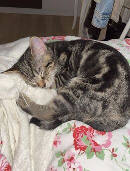 Britisch Kurzhaar und Bombay mix - Pforzheim