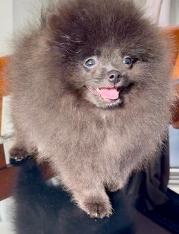 Edle Zwergspitze Pomeranian Welpen mit Stammbaum - Saarlouis Zentrum