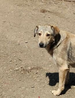 Sandy sucht ein Zuhause - Langenhagen