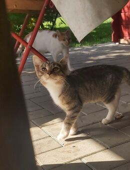 Katze zu verkaufen - Raschau-Markersbach