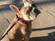 Bella 5j. Sucht ein liebevolles Zuhause - Hamburg