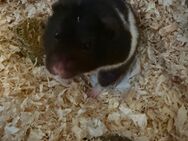 Goldhamstermännchen sucht neues Zuhause - Hamburg