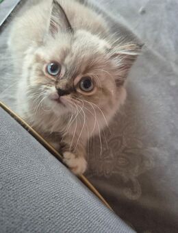 Himalaya Heilige Birma Kitten - Berlin Reinickendorf