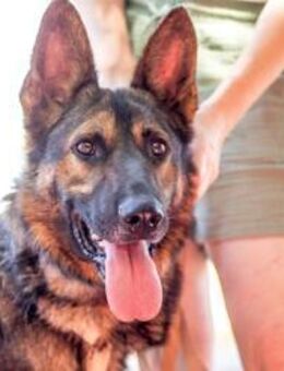 Jimmi, neugieriger Schäferhund (Mix?), 7 - Vaterstetten