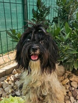 Pimpa - ein kleiner Schatz! - Heinsberg