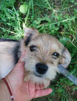 Lucky hübscher Hundejunge - Berlin