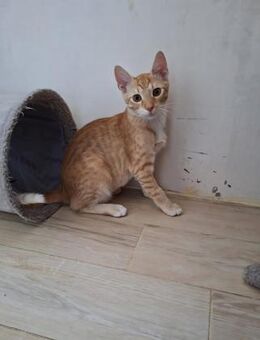 Liebes verspieltes Katerchen BALOO ♥️ - München