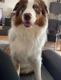 Australian Shepherd Red-Merle Deckrüde „Mailo“ - Mainhausen