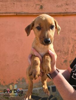 Hundebaby Bruno - Talkau