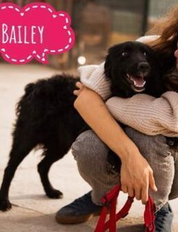 Bailey hofft auf ein Zuhause - Flörsheim-Dalsheim