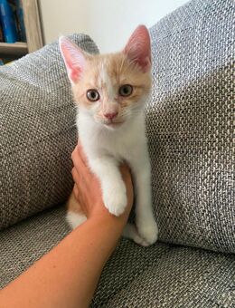 Britisch /Europäisch Kurzhaarmix Kitten - Olpe