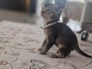 Baby kitten - Syke Zentrum