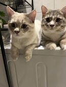 🐾 Zwei liebevolle Kater (9 Monate) – BKH x Maine Coon Mix 🐾 in 45879