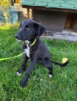 ARVO - die große Welt kennenlernen - Overath