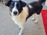 Laika, 1 Jahr, sucht ihresgleichen - Schwalmtal (Nordrhein-Westfalen)