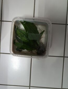 Wir geben verschiedene Wasserpflanzen für das Aquarium ab - Erfurt