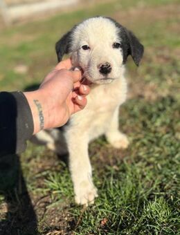 Lilly - süße Welpin mit großem Charakter - Gerlingen