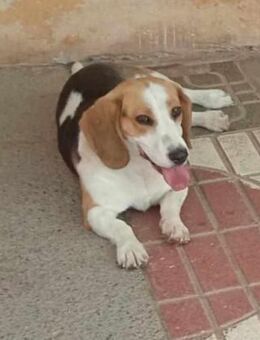 PEKA, w., kastr., Beagle, 36 cm - Sipplingen