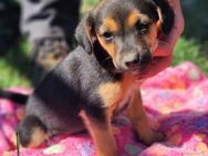 Finja möchte gerne Familienhund werden - Schnarup-Thumby